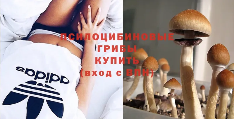 Галлюциногенные грибы MAGIC MUSHROOMS  Западная Двина 